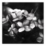 Shadow Hydrangia 1 36x36 Canvas Wall Art