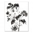 Black and White Wild Flowers 16x20 Canvas Wall Art