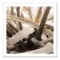 Sepia Succulent 20x20 Canvas Wall Art