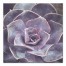 Royal Succulent 24x24 Canvas Wall Art