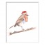 Festive Robin 16x20 Canvas Wall Art