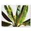 Painted Palms 40x30 Canvas