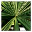 Up-close Palms 36x36 Canvas