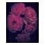 Dark Rose Vignette 16x20 Canvas Wall Art