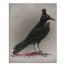 Stylish Crow 16x20 Canvas Wall Art