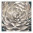 White Chrysanthemum 36x36 Canvas