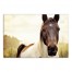 Pale Sunlight Horse 48x32 Canvas