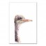 Ostrich Profile Wall Art