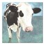 Designs Direct Creative Group Happy Dairy Cow Painting Print Wall Art