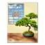 Designs Direct Creative Group Bonsai Tree Relaxing Spa Room Wall Art