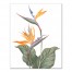 Birds of Paradise Floral Wall Art