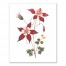 Pink and Red Floral Botanicals Wall Art