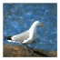 Painted Coastal Seagull Wall Art