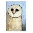 Designs Direct Creative Group Painted Barn Owl Wall Art