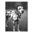 Spider Dalmatian 18x24 Canvas Wall Art