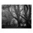 Creepy Graveyard Trees 16x20 Canvas Wall Art