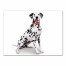 Halloween Spider Dalmatian 18x24 Canvas Wall Art