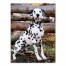 Spider Spots Dalmatian 18x24 Canvas Wall Art