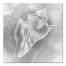 Gray Conch 16x16 Canvas Wall Art