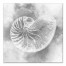 Gray Nautilus 16x16 Canvas Wall Art