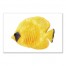 Tropical Fish Set Separates Wall Art