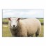 Sheep Landscape Photography 24x36 Canvas Wall Art