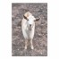 Curious Baby Goat Photography 32x48 Canvas Wall Art