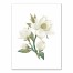 White Magnolia Flower 18x24 Canvas Wall Art