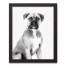 Boxer Sketch 11x14 Black Framed Canvas