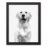 Golden Retriever Sketch 11x14 Black Framed Canvas