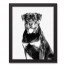 Rottweiler Sketch 11x14 Black Framed Canvas