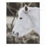 White Mini Pony 24x30 Canvas Wall Art