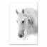 White Horse 24x36 Canvas Wall Art