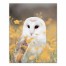Barn Owl in Yellow Floral Field 16x20 Canvas Wall Art