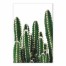 Cactus Closeup 12x18 Canvas Wall Art