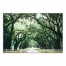 Spanish Moss Covered Trees 20x30 Canvas Wall Art