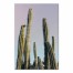 Tall Cactus 24x36 Canvas Wall Art
