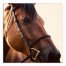 Horse Close Up 20x20 Canvas Wall Art
