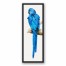 Blue Parrot 12x36 Black Floating Framed Canvas
