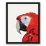 Red Parrot 16x20 Black Floating Framed Canvas