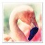 Pink Flamingo Portrait 20x20 Canvas Wall Art