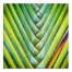 Braided Palm Leaves 16x16 Canvas Wall Art