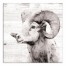 White Ram 16x16 Canvas Wall Art