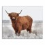 Hairy Bull 16x20 Canvas Wall Art