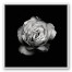White Flower 36x36 White Floating Framed Canvas