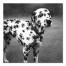 Spider Dalmation 16x16 Canvas Wall Art