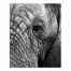 Elephant Face 16x20 Canvas Wall Art