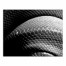 Black and White Snake Skin Texture 11x14 Canvas Wall Art