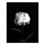 White Rose on Black Background 11x14 Canvas Wall Art