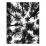 Black and White Tree Lookup 11x14 Canvas Wall Art